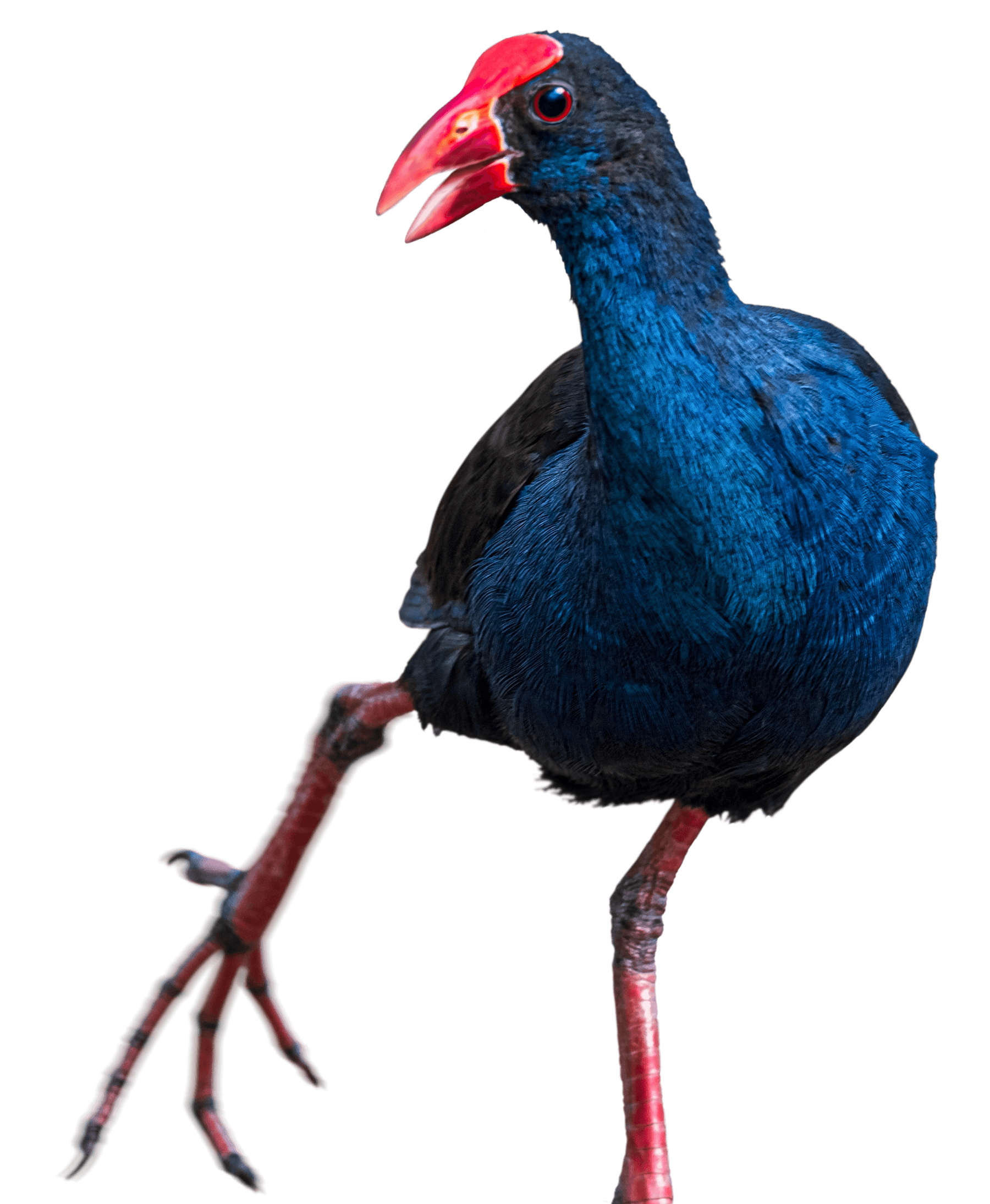 Pukeko