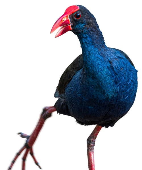 Pukeko